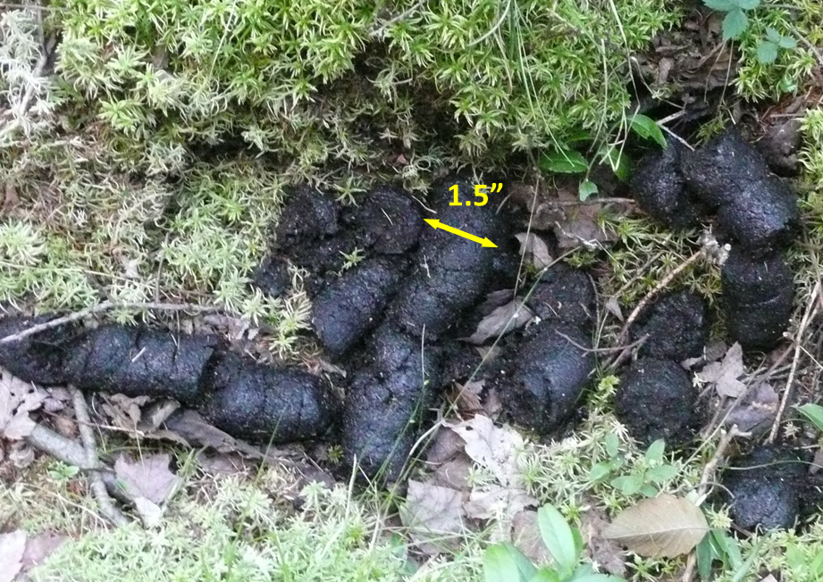 12 Black Scat Videos Explained 12 Black Scat Videos Explained