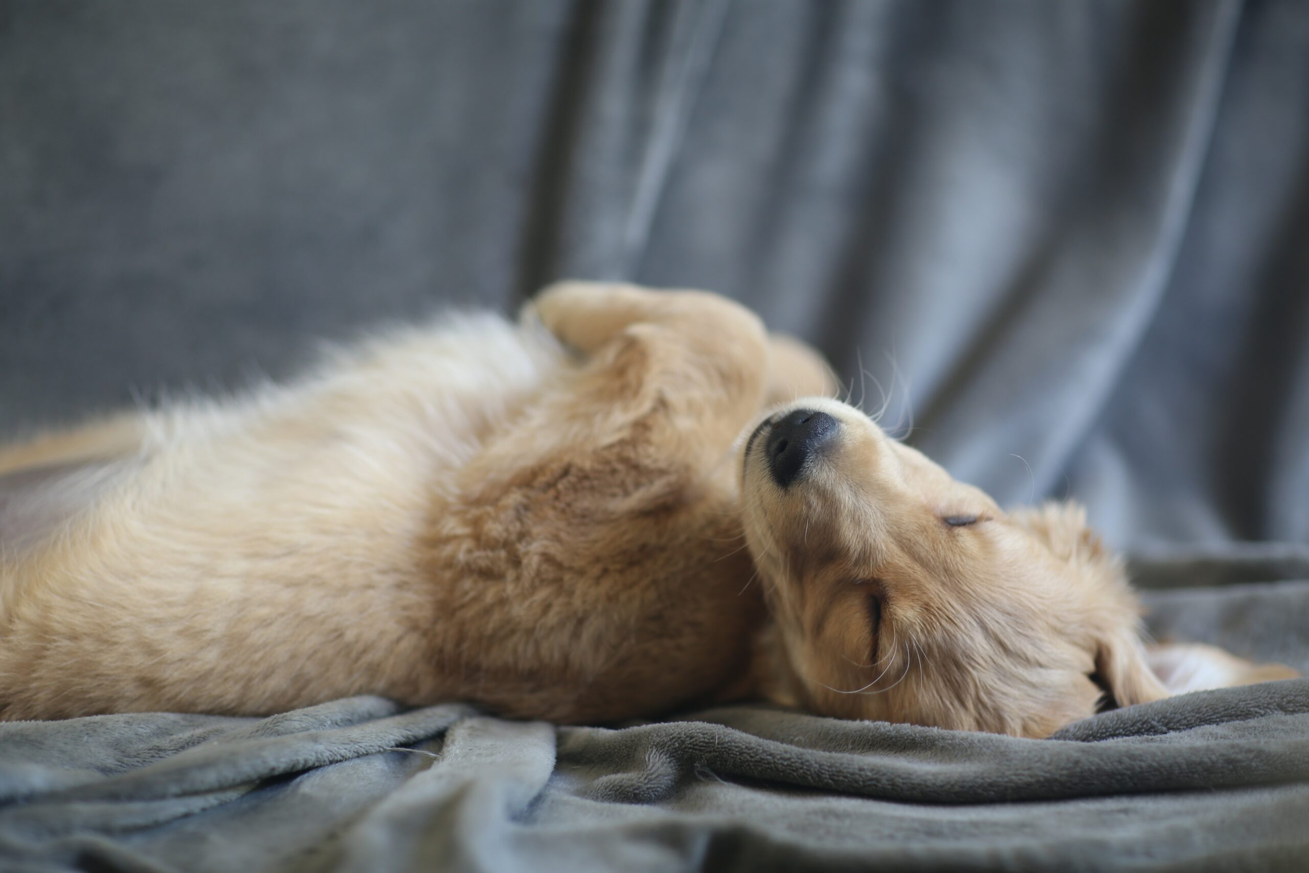 12+ Canine Threesome Benefits Revealed 12+ Canine Threesome Benefits Revealed