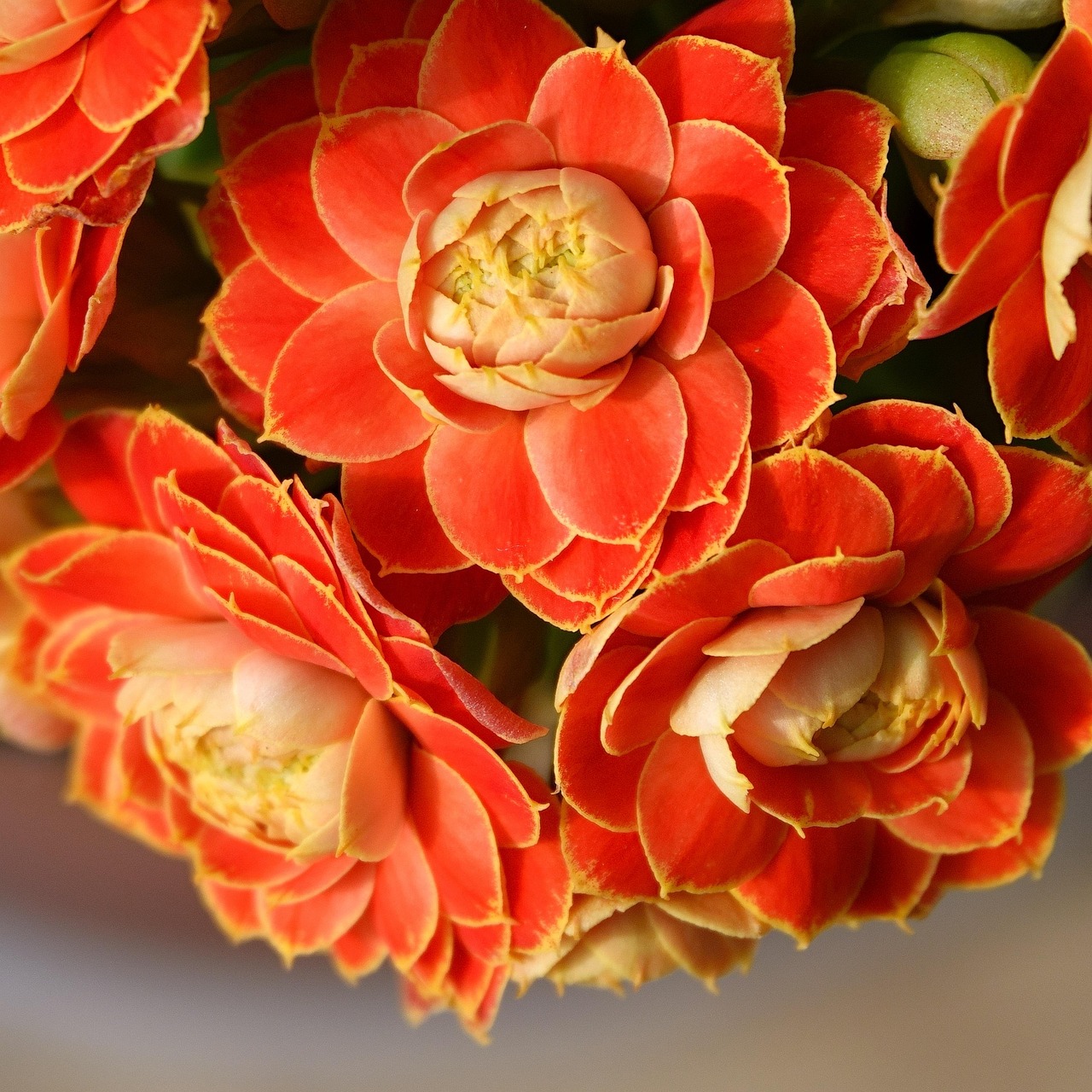 12+ Care Tips For 100 Men Lily Flower Longevity
