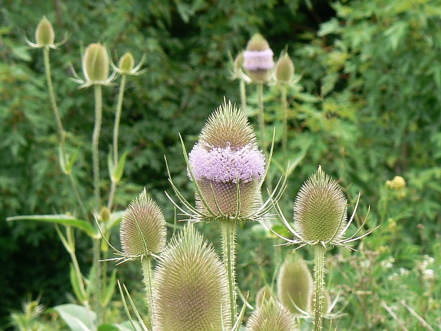 Art Teasel Wildlife Refuge