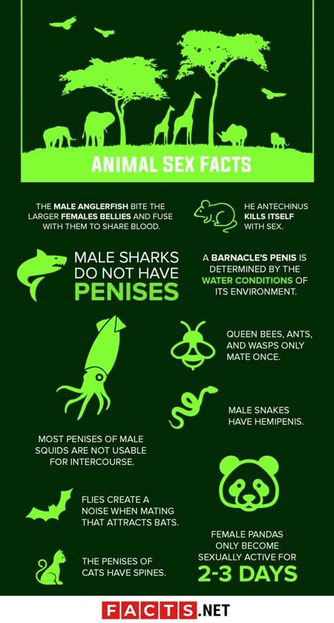 Bestiality Facts: Comprehensive Guide