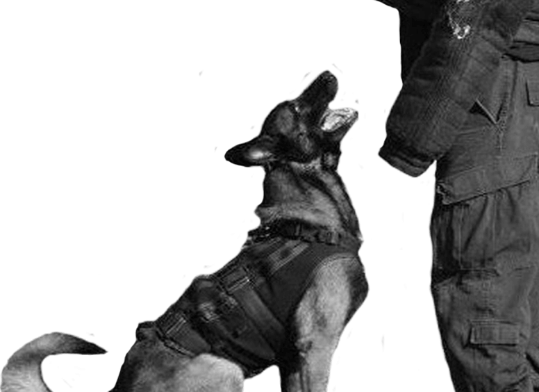 Dog Training Security