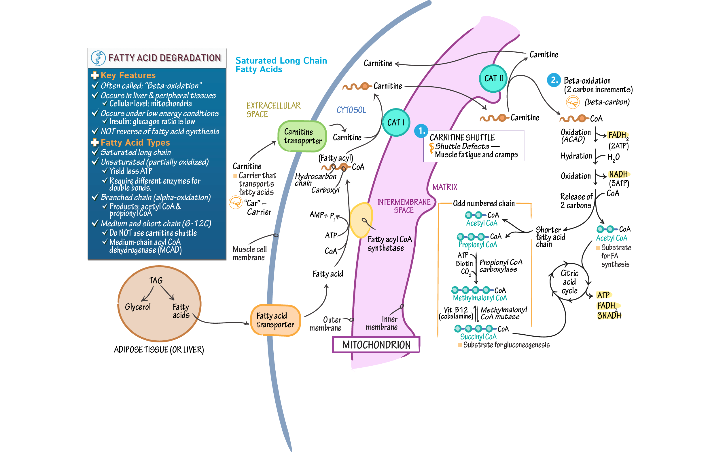 Fatty Acid Synthesis Mcat