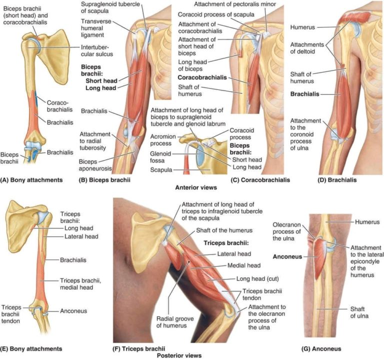 Feline Muscles Explained: Anatomy And Function