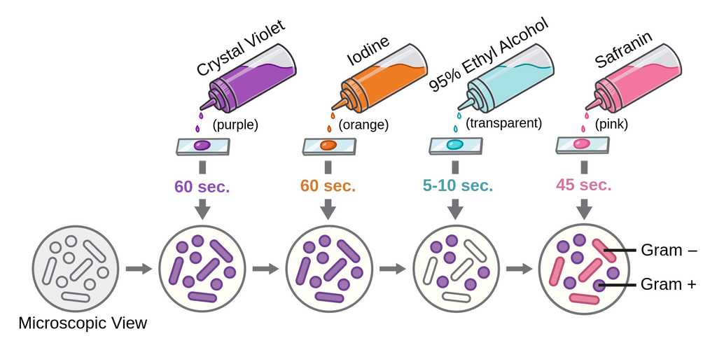 How Does Gram Stain Detect Tb? Effective Results