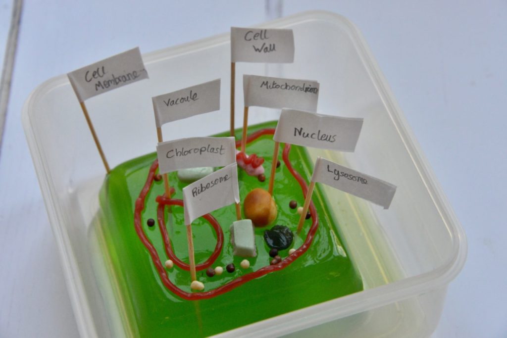 Plant Cell Foam Model
