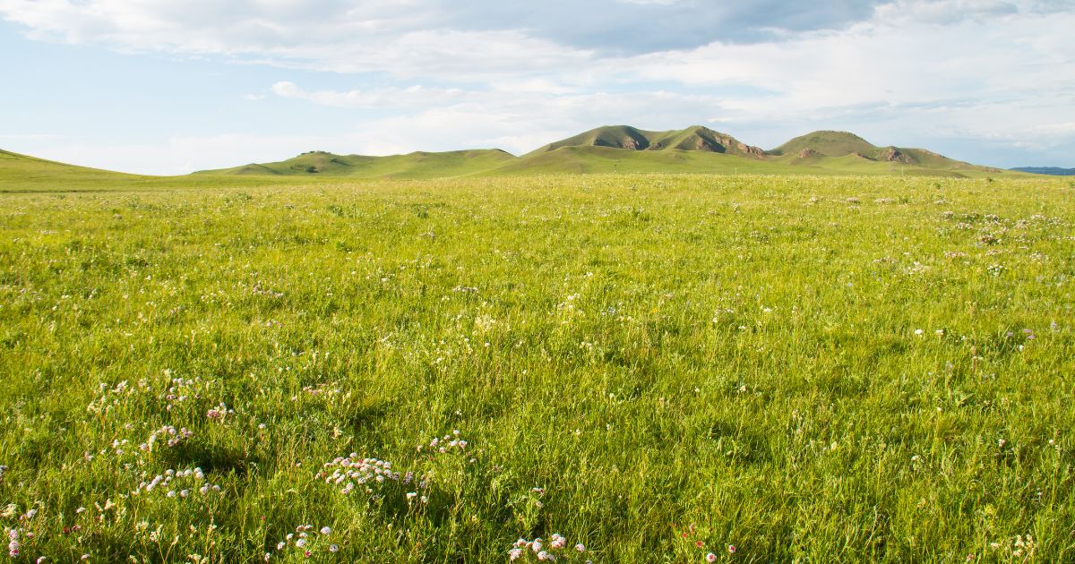 Plants Found In Grassland
