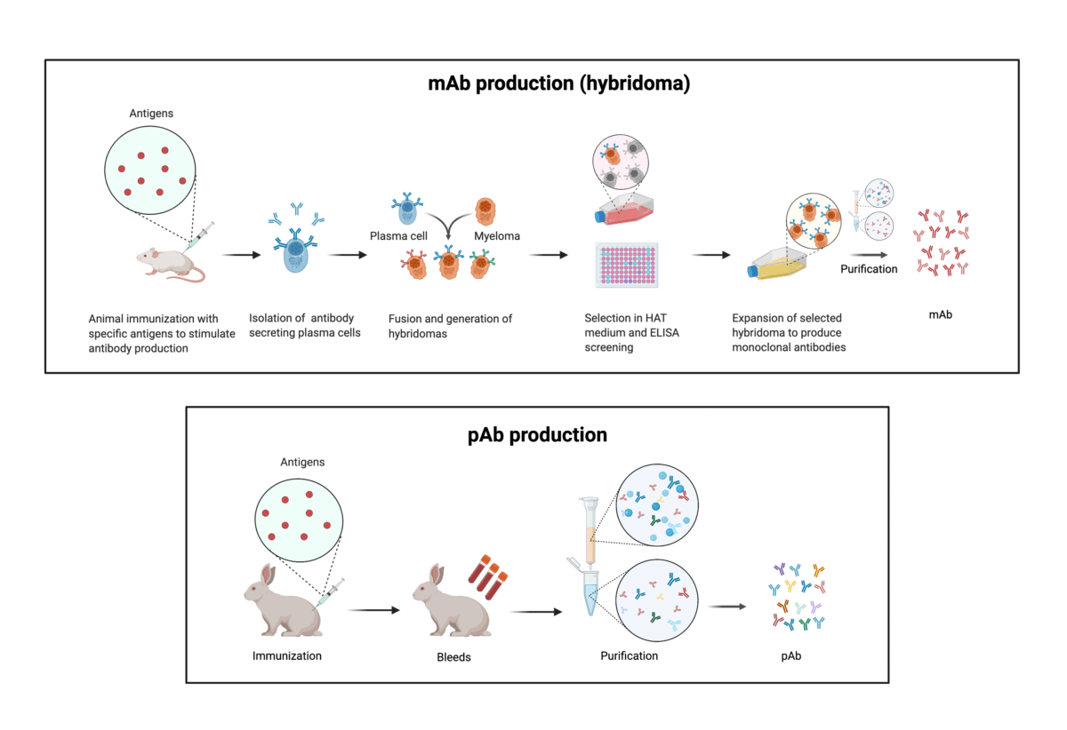 Polyclonal Antibody Vs Monoclonal