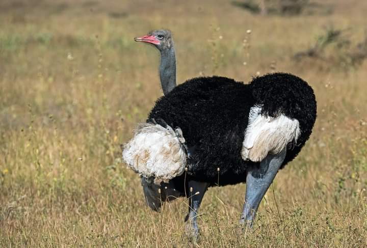 Predators Of An Ostrich