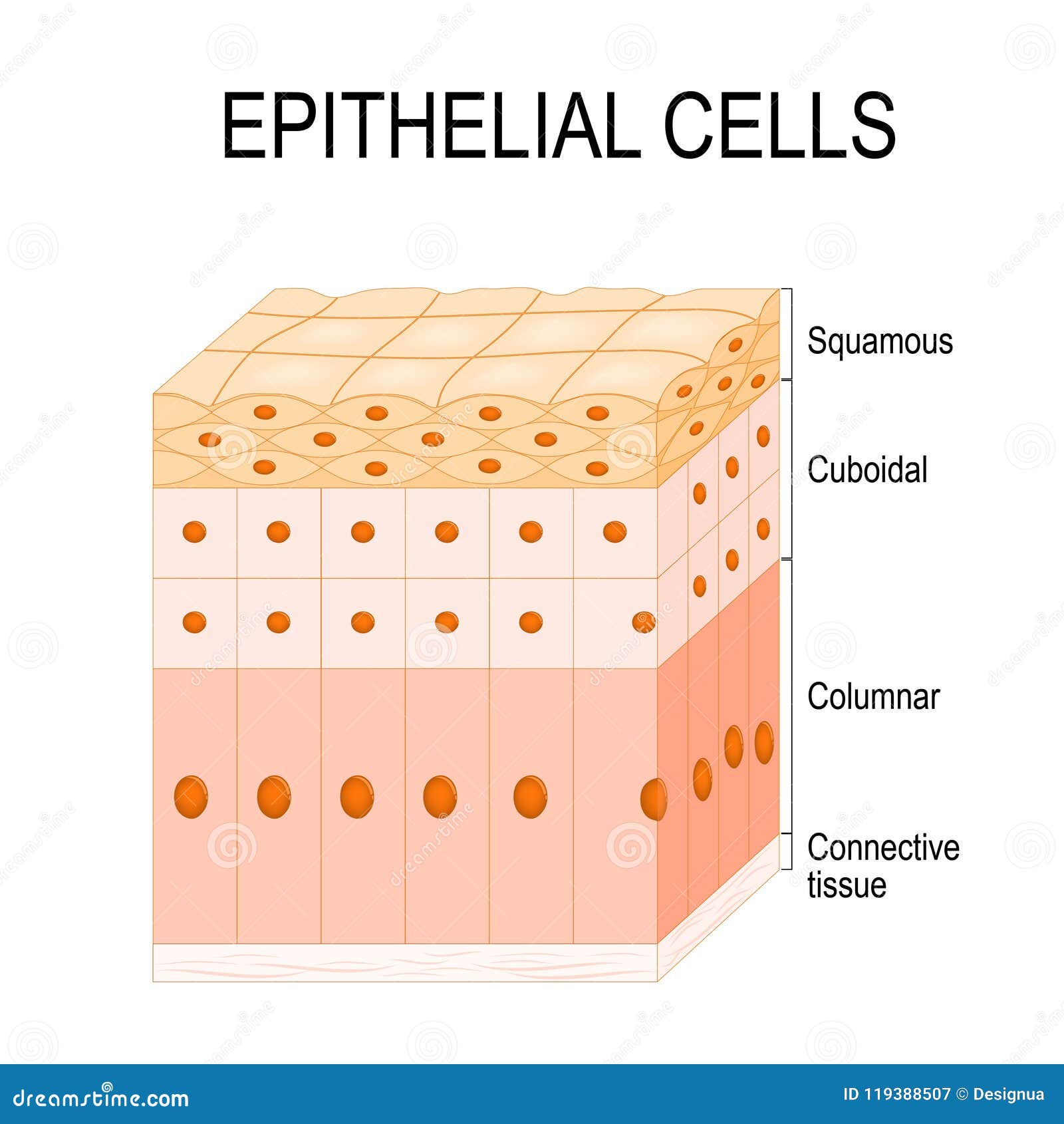 Simple Squamous Cells