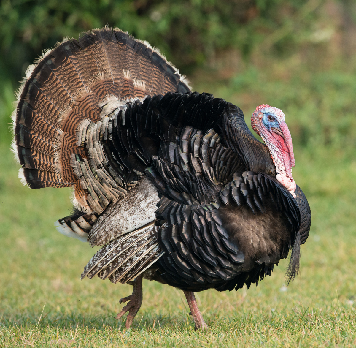 These Birds Aren T Just For Thanksgiving Five Facts About Wild Turkeys These Birds Aren T Just For Thanksgiving Five Facts About Wild Turkeys