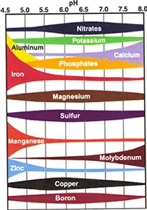 Tomato Growing Ph
