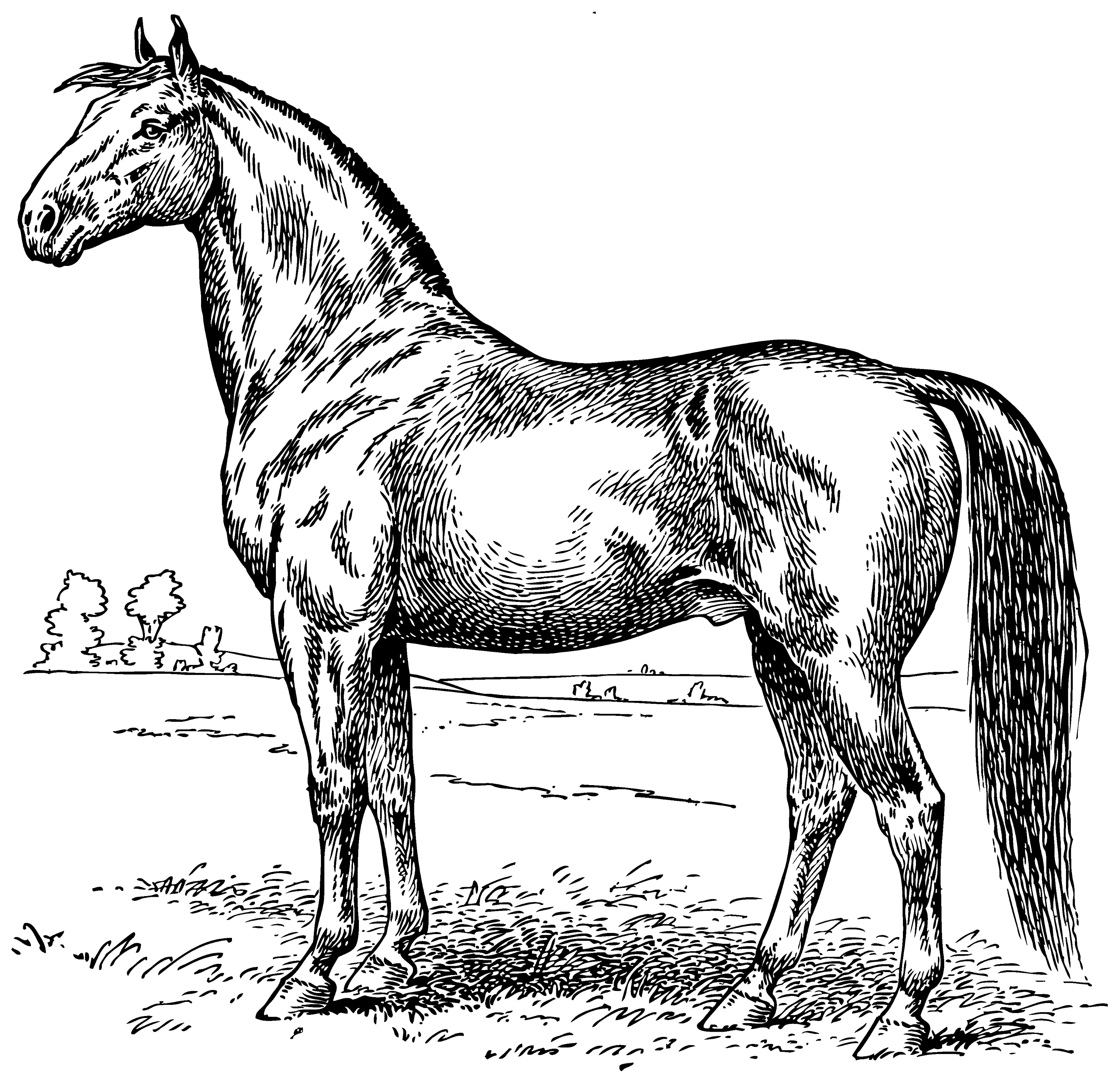 Vintage Porn Horse
