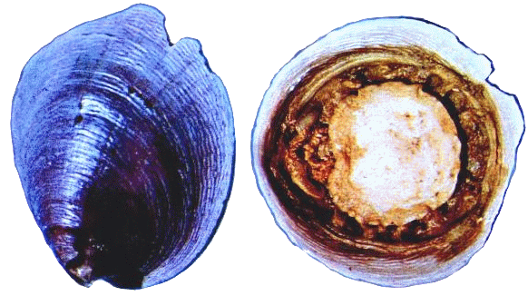 What Is Monoplacophora A Simple Name Meaning