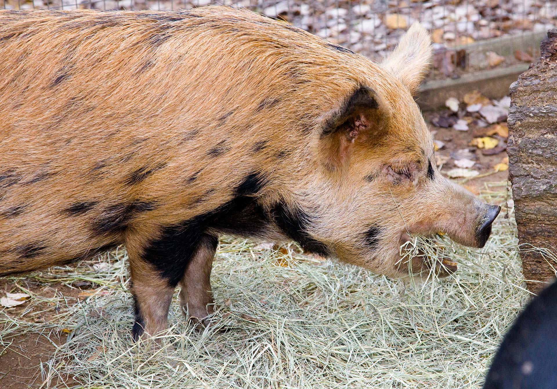 Zoo Porn Pig Zoo Porn Pig
